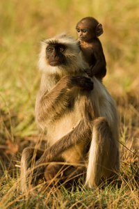 monkey